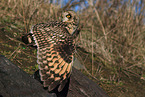 short-eared owl