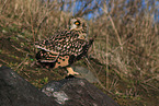 short-eared owl