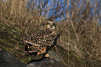 short-eared owl