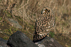 short-eared owl