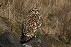 short-eared owl