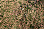 short-eared owl