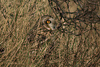 short-eared owl