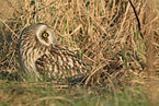 short-eared owl