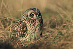 short-eared owl