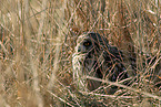 short-eared owl