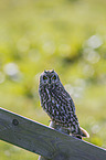 short-eared owl