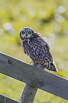 short-eared owl