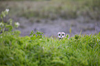 short-eared owl