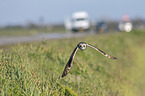 short-eared owl