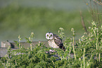 short-eared owl