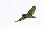 short-eared owl