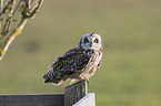 short-eared owl