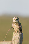 short-eared owl