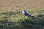 short-eared owl