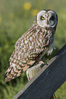 short-eared owl