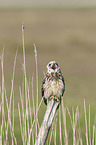 short-eared owl