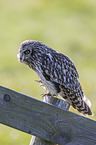 short-eared owl