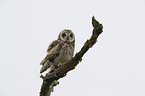 short-eared owl