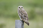 short-eared owl