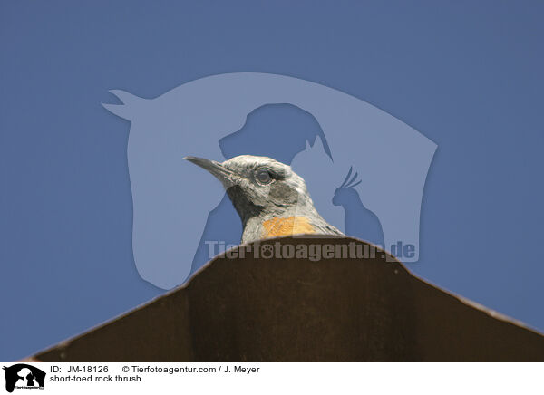 Kurzzehenrtel / short-toed rock thrush / JM-18126