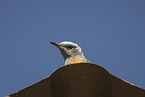 short-toed rock thrush