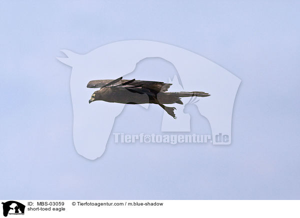 short-toed eagle / MBS-03059