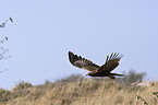 short-toed eagle