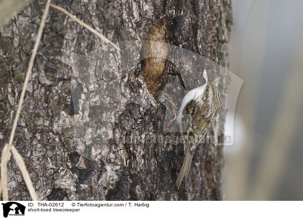 short-toed treecreeper / THA-02612