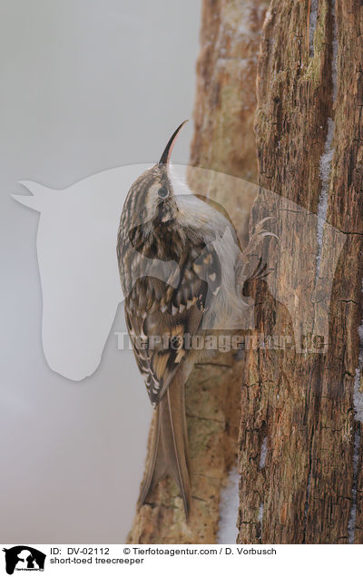 short-toed treecreeper / DV-02112