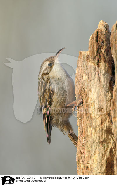 Gartenbaumlufer / short-toed treecreeper / DV-02113