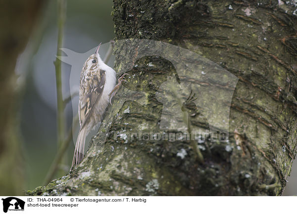 short-toed treecreeper / THA-04964