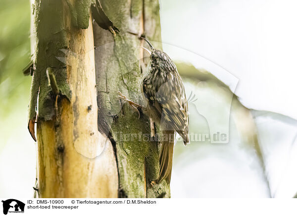 Gartenbaumlufer / short-toed treecreeper / DMS-10900