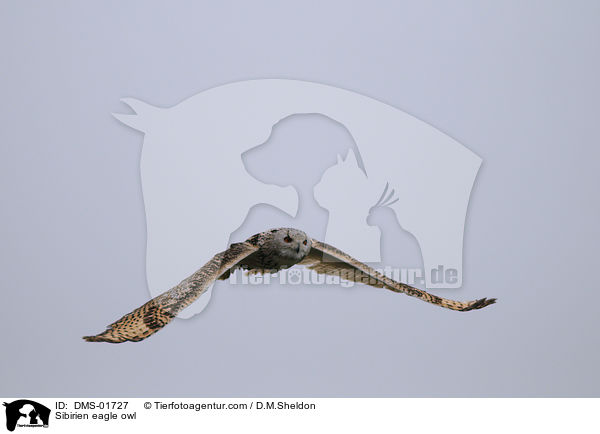 Sibirien eagle owl / DMS-01727