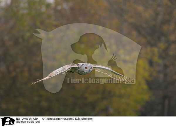 Sibirien eagle owl / DMS-01729