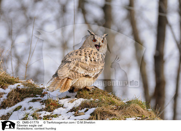 Siberian eagle owl / DMS-01779