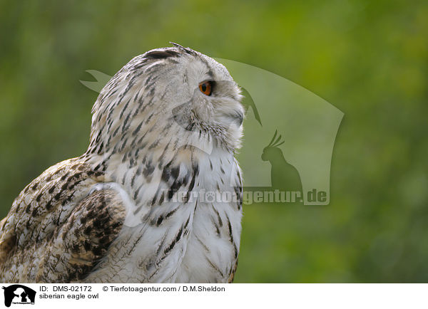 siberian eagle owl / DMS-02172