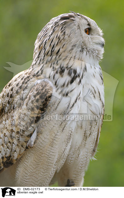 siberian eagle owl / DMS-02173