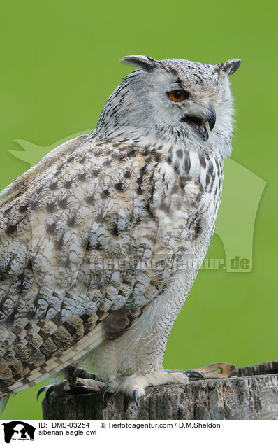 Sibirischer Uhu / siberian eagle owl / DMS-03254