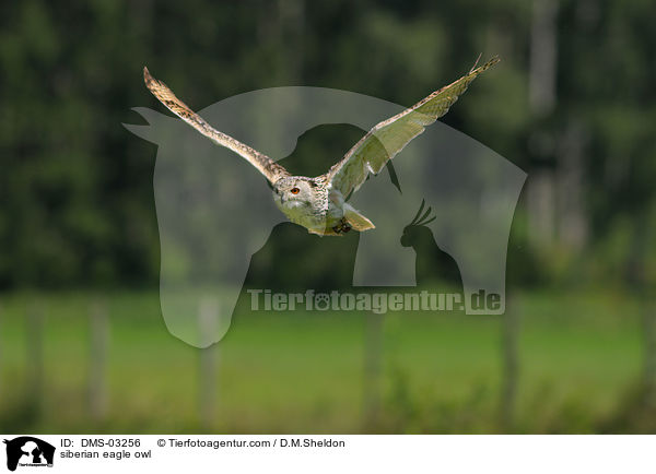 Sibirischer Uhu / siberian eagle owl / DMS-03256