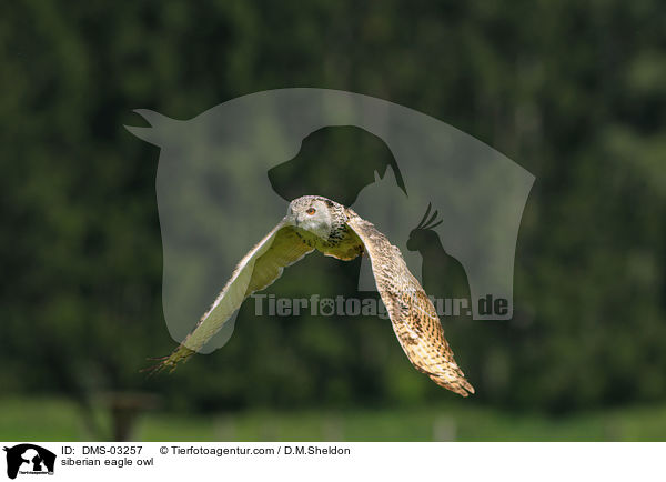 Sibirischer Uhu / siberian eagle owl / DMS-03257