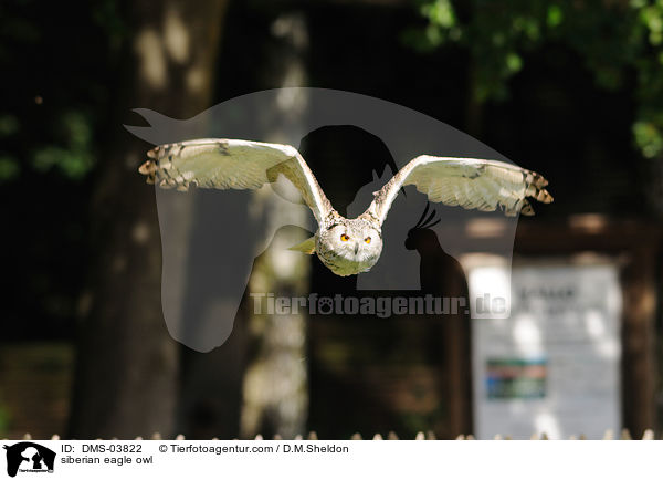 siberian eagle owl / DMS-03822