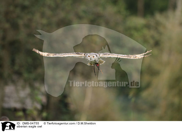 Sibirischer Uhu / siberian eagle owl / DMS-04755