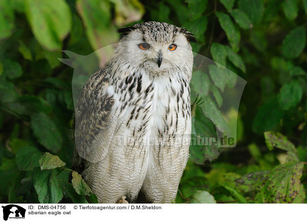 siberian eagle owl / DMS-04756