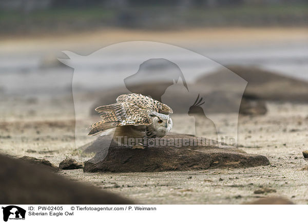Sibirischer Uhu / Siberian Eagle Owl / PW-02405