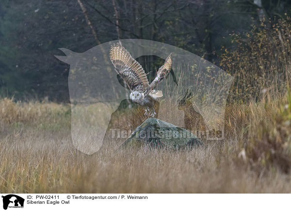 Sibirischer Uhu / Siberian Eagle Owl / PW-02411