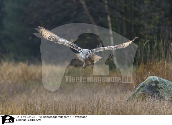 Sibirischer Uhu / Siberian Eagle Owl / PW-02428