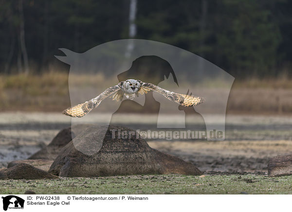 Siberian Eagle Owl / PW-02438