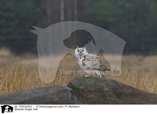 Siberian Eagle Owl / PW-02441