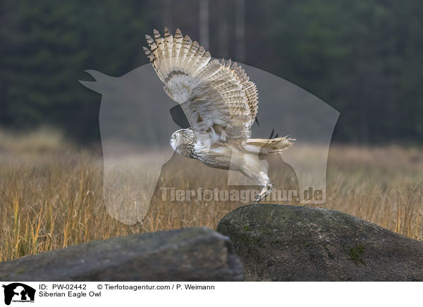 Sibirischer Uhu / Siberian Eagle Owl / PW-02442